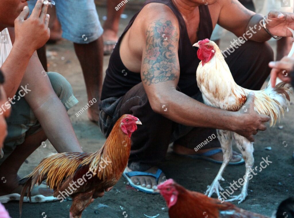 Hỏi & Đáp Nhanh về Màu Mạng Gà Đá