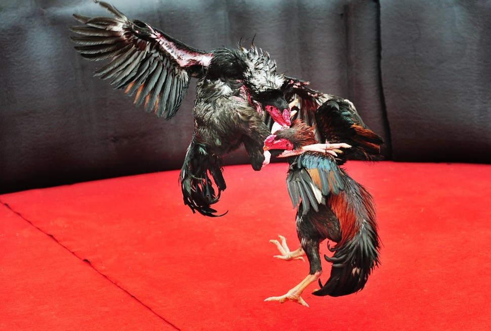 Những 'Dũng Tướng' Từ Quê Hương Việt Nam – Giống Gà Nào 'Đá Sắt' Là Hay Nhất?