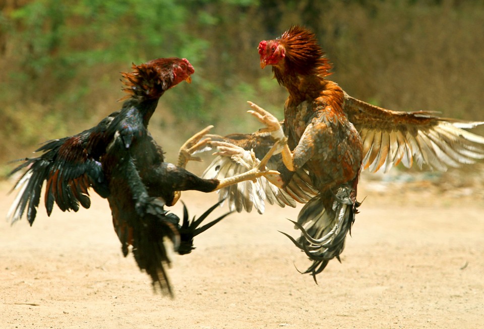 HỎI ĐÁP NHANH "Nuôi Gà Chọi Con Mới Nở"