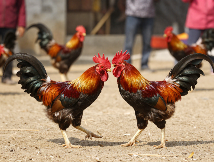 Cẩm Nang Nuôi Gà Đá Từ A-Z: Bí Quyết Đúc Thần Kê & Kinh Nghiệm Giải Trí An Toàn