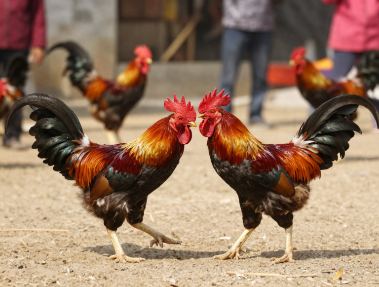 Cẩm Nang Nuôi Gà Đá Từ A-Z: Bí Quyết Đúc Thần Kê & Kinh Nghiệm Giải Trí An Toàn